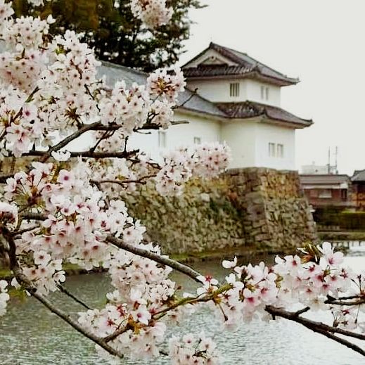 The Gentleman's Fortress: My Solo Visit to Hikone Castle, Shiga