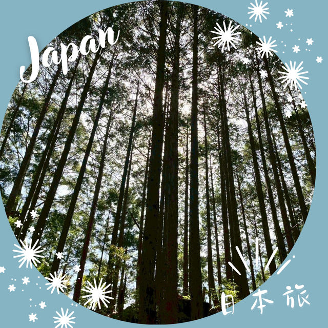 【和歌山】深い森に包まれる道、小雲取越🌳 【和歌山】深い森に包まれる道、小雲取越🌳