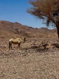 Where Ancient Wonders Meet Desert Serenity