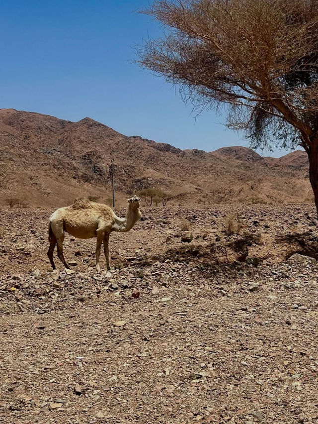 Where Ancient Wonders Meet Desert Serenity