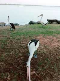 澳洲海邊慢活散步必去島嶼🌊  