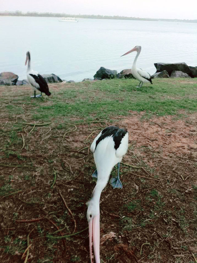 澳洲海邊慢活散步必去島嶼🌊  