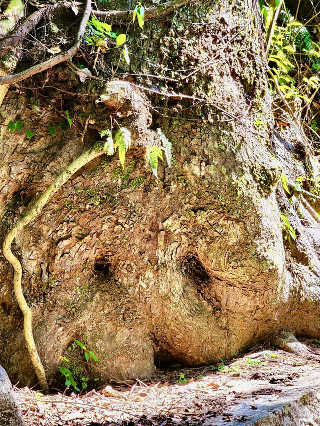 北投最夯的景點~草山觀瀑吊橋及猴崁古道走走 北投最夯的景點~草山觀瀑吊橋及猴崁古道走走