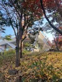 🪻더글라스 가든과 워커힐 산책길