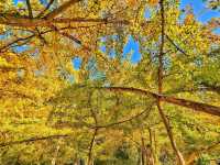 蹒跚小旅人:在南雄的鎏金童话里,接住整个秋天