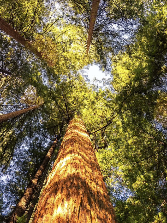 夢幻紅木樹林步道打卡必去✨ 夢幻紅木樹林步道打卡必去✨