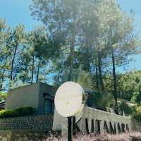 Mist & Morning Brews