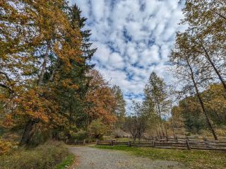 Cowichan Valley Area F has always been on my fall getaway list! This time, I chose Cowichan River Provincial Park for a sunny Sunday walk 🌞—the scenery here is like stepping into a painting: a long river meanders through golden and orange forests, with a...