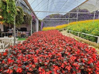 Golden Fields🌻A nice scene of ever blooming flowers at Flora Park