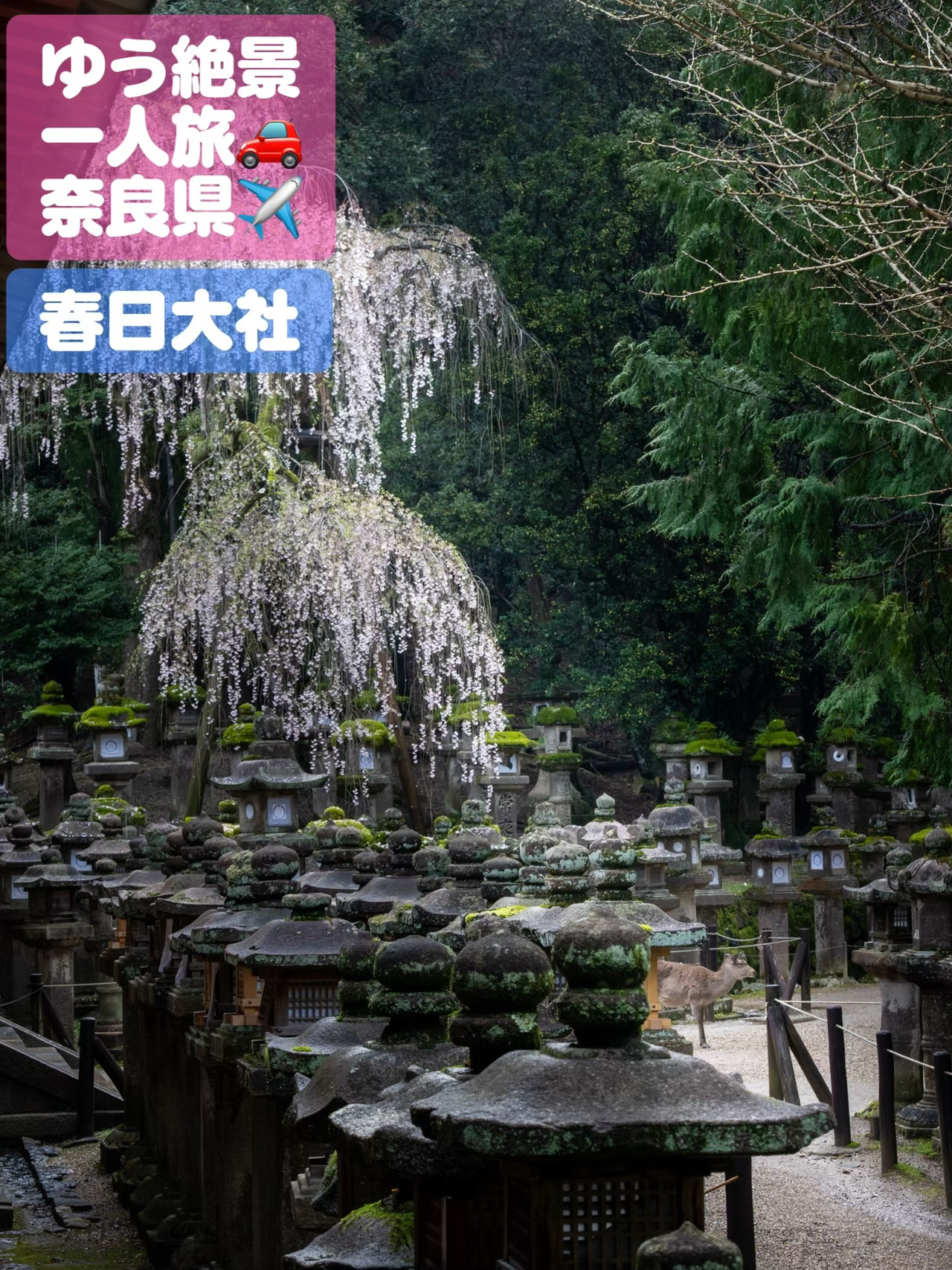 奈良】4月のおでかけにオススメ！奈良さんぽ 春日大社×鹿×桜 | Trip 