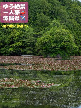 絶景の雑誌に必ずと言っても良いほど「沈み鳥居」が掲載されています
⁡弁天池の底には、「鳥居から弁天島へと続く参道が眠っている」と言われています☺️

今この時期は池に睡蓮が咲き乱れており、大絶景が広がっています
実はここ、山奥、超田舎にあるわけではなく、街の中にあります
⁡
駐車場からも歩いて2分でこの絶景が見れます☺️

♡…………………
撮影地
作品名:沈み鳥居
スポット名:八幡神社&大池寺
住所:滋賀県甲賀市水口町名坂1168
営業時間:24時間中
駐車場.無料駐車場あります。
撮影日.2026.6/4
撮影時間.10:00~
※睡蓮は朝に咲き始め昼には閉じていきます
⁡
花色別の花言葉白:
「純粋」「潔白」ピンク・紫・青:「信頼」黄:「優しさ」「甘美」
⁡
清らかなイメージの一方で、「滅亡」「終わった愛」という花言葉もあります。これは古代エジプト文明の滅亡や、悲恋のギリシャ神話に由来しています
⁡

· 高速道路より
新名神　甲賀土山インターより約15分
新名神　信楽インターより約20分
名神栗東インターより約30分
八日市インターより約30分
名阪上柘植インターより約40分
亀山インターより約30分

· 京都方面より
JR琵琶湖線草津駅より草津線に乗り換え三雲駅下車タクシー10分

· 米原方面より
近江鉄道水口城南駅下車タクシー

アクセス:JR貴生川駅から甲賀市コミュニティバス広野台線大池寺下車すぐ。または近江鉄道水口駅下車、徒歩20分

⁡
· ------❁� -------❁� ☾ ❁�------- ❁�-------
 #沈み鳥居 
 #絶景スポット 
#l滋賀県
 #shigatrip 
 #shigaprefecture  
