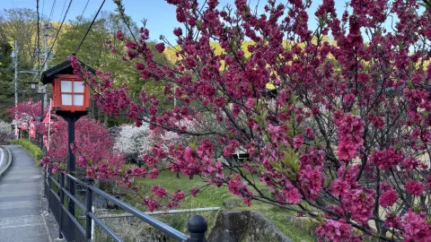 日本の夢のような花桃の楽園：阿智村を巡る旅。 — traveler post in 阿智村