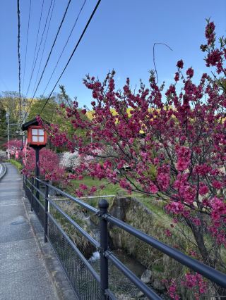 Japan’s Dreamy Peach Blossom Paradise: Achi Village Adventures 🌸✨