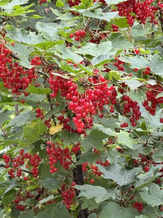 Berry Picking in the Forests of Lahti, Finland | Step into the Nordic Woods and Handpick the Taste of a Finnish Summer.