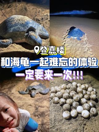 🇲🇾 Pahang Kuantan Experience with Sea Turtles |关丹和海龟一起难忘的体验🐢🌊
✨ First, you need to arrive at the designated location before 9:00 PM. The experience starts with a short sharing session by the turtle conservation team. They’ll explain interesting facts about sea turtles — like why out of every 1,000 eggs hatched here, only 1–2 turtles may eventually return to lay eggs, how a turtle’s gender is determined, and why turtle conservation is so important.

While we were listening, the conservation team was already patrolling different nesting spots along the beach, checking if any turtles had come ashore.

At around 10:30 PM, they told us that one turtle had reached her nesting spot and started laying eggs, so we could finally go and watch! After laying her eggs, she spent quite a while covering the nest with sand. At this point, we were allowed to take photos and even get a photo with her~

✨ The conservation team noticed that RITA kept watching the turtle because she was worried about whether the eggs would be taken away or eaten. So they invited us to follow behind the mama turtle and accompany her all the way back to the sea. 🐢

She even took a little detour along the way, and the staff gently tapped her shell to guide her in the right direction — it was honestly so cute! At the end, we also watched the team carefully dig up all the eggs from the nest.

✨ The fee is RM65 for adults and RM45 for children. At first, I thought it was a little pricey, but after learning more about the conservation work and seeing the whole process, I honestly think it’s reasonable.

The nesting spots are chosen naturally by the turtles, without human intervention. If a nesting area becomes unsuitable, the conservation team will add fresh sand. The beach is also patrolled 24/7 to prevent freshly laid turtle eggs from being stolen. All the eggs are then carefully transferred to the turtle conservation area for safe incubation.

✨ Important reminder when watching the turtles: TURN OFF your phone flashlight! ⚠️

Sea turtles aren’t afraid of noise, but they’re very sensitive to light. At first, we had already waited for three turtles to come ashore, but someone started setting off fireworks by the beach and scared all three of them away. 😭 So please remember to keep all lights off!

🐢 Turtle nesting season:
April–October every year
⏰ 9:00 PM–11:30 PM daily

🌊 Baby turtle release season:
May 15–September every year
⏰ 6:30 PM daily

Definitely one of the most memorable experiences we’ve had in Malaysia. 🇲🇾

✨首先9:00前要来到指定地点,主要流程如下:海龟保育员会讲解一些海龟的知识,比如为什么这里彤化的每1000颗蛋🥚最后只有1-2只海龟
会再次回到这里产蛋,海龟是怎么选择 的性别,我们为什么要保护海龟等等。听课的同时已经有海龟保育员在沙滩边的不同产蛋点巡逻着,看着有没有海龟上岸了。等到大概10点半,他们说有一只已经爬到了产蛋点在生了,我们可以过去看了。生完之后它会有很长时间埋蛋的动作,这时可 随意拍照了!也可以合影~
✨之后保育员看到RITA一直看着海龟(她很担心蛋会不会被拿走或者
吃掉会),就提议我们一起跟在海龟妈妈身后,陪着它回到大海(期间它绕远路,保育人员还会拍它龟背给它指路,很可爱!)最后我们还看着保育人员从海龟埋好的地方把所有的挖出来。
✨大人是RM65,小朋友 RM45,我一开始觉得有一点点贵,但是了解了保育员的工作和整个流程后,我觉得是合理的。
比如产蛋点是海龟自己选择的,非人工干预的,只是有时产蛋点臭了,保育员就会给产蛋点盖上新的沙;产蛋点 24h都有人值班巡逻,以防万一海龟刚生下来的蛋就被有的人偷走;所有海龟蛋都会拿去海龟保育区里孵化等等。
✨看海龟的时候一定要注意手机的灯不要打开,海龟不怕声音,但怕光,一开始我们己经等到有3只海龟爬上来了,但因为有人在海边放烟花,就把三只都吓跑了,所以灯记得要关闭!
✨看海龟产蛋的季节是:每年的4-10月,每天晚上9:00-11:30
✨放生海龟宝宝的季节是:每年5月15日-9月,每天晚上6:30

#solotravel #unforgettableexperiencesnces #backpacking2026 #localsouvenir #couplegoalstravel #traveldiscussion   #myitinerary  #travel2026  #travel  #Trip 
