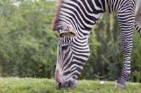 2-Day 1-Night Tanzania Safari Tour Package to Tarangire National Park and Ngorongoro Crater