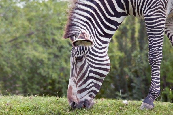  2-Day 1-Night Tanzania Safari Tour Package to Tarangire National Park and Ngorongoro Crater