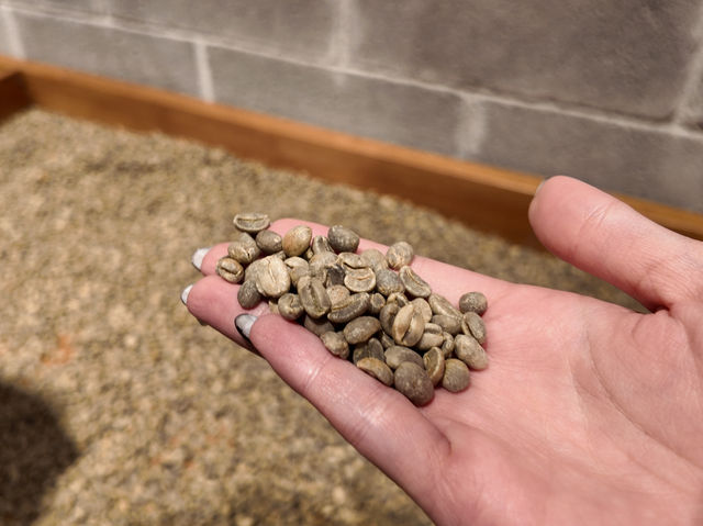 【コスタリカ】スターバックス初の自社農園☕️
