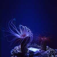 Ozeaneum…อควอเรียมสุดปังในเยอรมันเหนือ