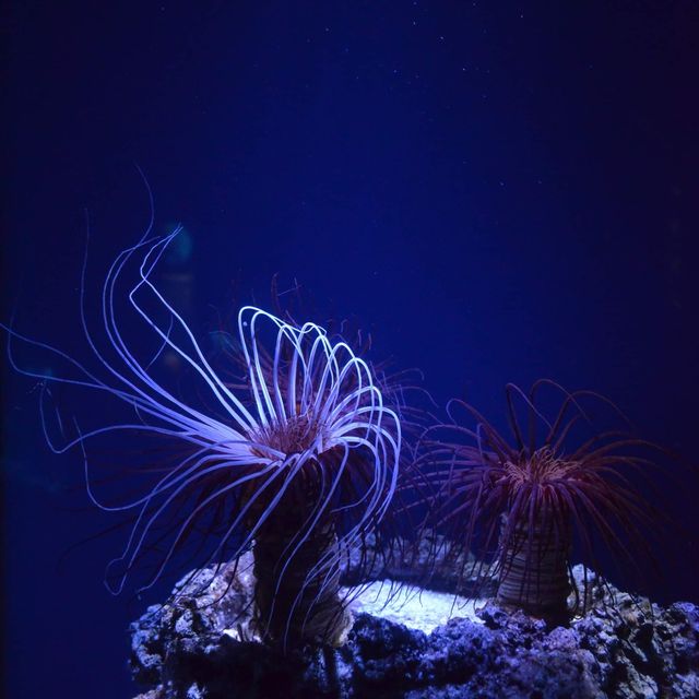 Ozeaneum…อควอเรียมสุดปังในเยอรมันเหนือ