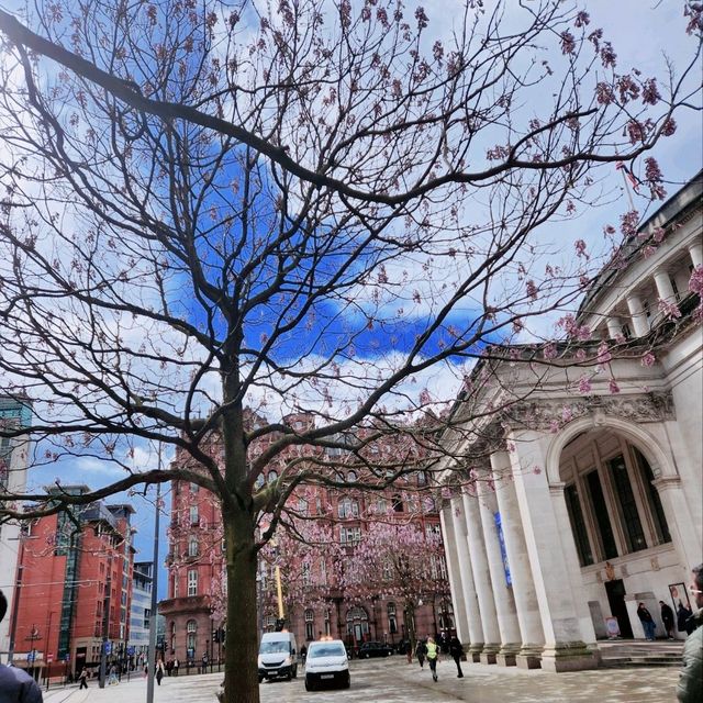 Cherryblossom at Manchester Central library