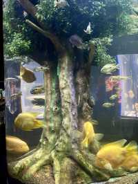 Dive into Antalya Aquarium, Türkiye 🐠