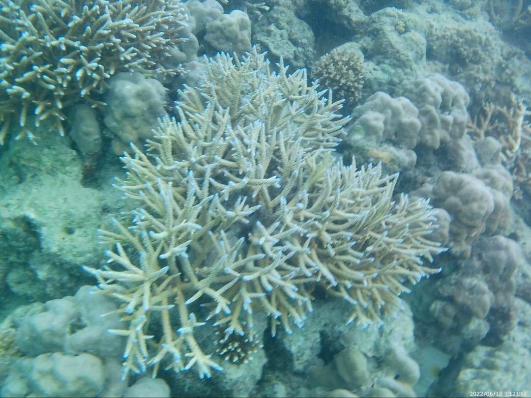 【1ペア】ローディファー（アンダマン島） アンダマン諸島観光 まとめ②｜Kiyofumi