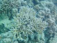 Andaman and Nicobar - Pristine beaches and marine love !!