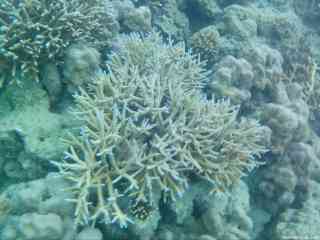 【1ペア】ツマベニチョウ（アンダマン島） 1ペア】ツマベニチョウ（アンダマン島）