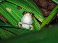 Wild Borneo Awaits: Exploring Bako National Park, Malaysia