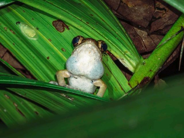 Wild Borneo Awaits: Exploring Bako National Park, Malaysia