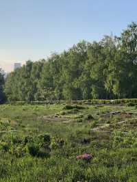 🌲✨ Уфа’s Green Heart: Whispers of Ancient Forests & Family Laughter!
