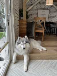 Dog in Town Ari – A Cozy Dog Café in Bangkok  