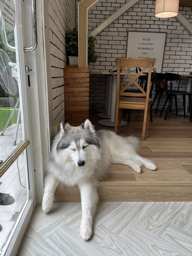 Dog in Town Ari – A Cozy Dog Café in Bangkok  