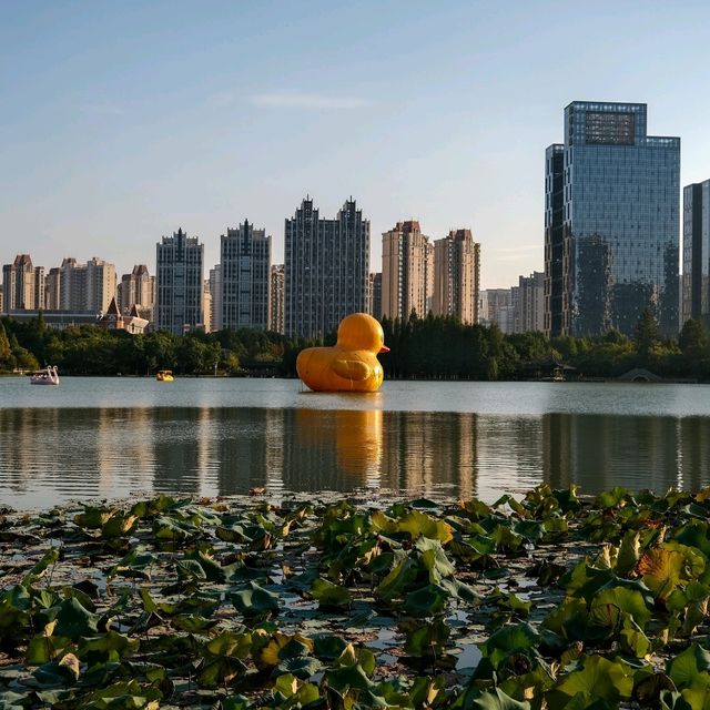 Quirky Lakeside Fun – The Giant Duck of Ganzhou 🦆🌟 Quirky Lakeside Fun – The Giant Duck of Ganzhou 🦆🌟