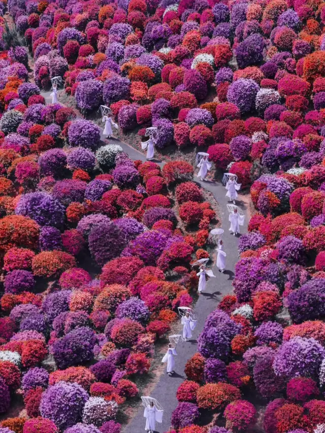 🌸 Tokyo: Where Neon Dreams Meet Zen Tradition