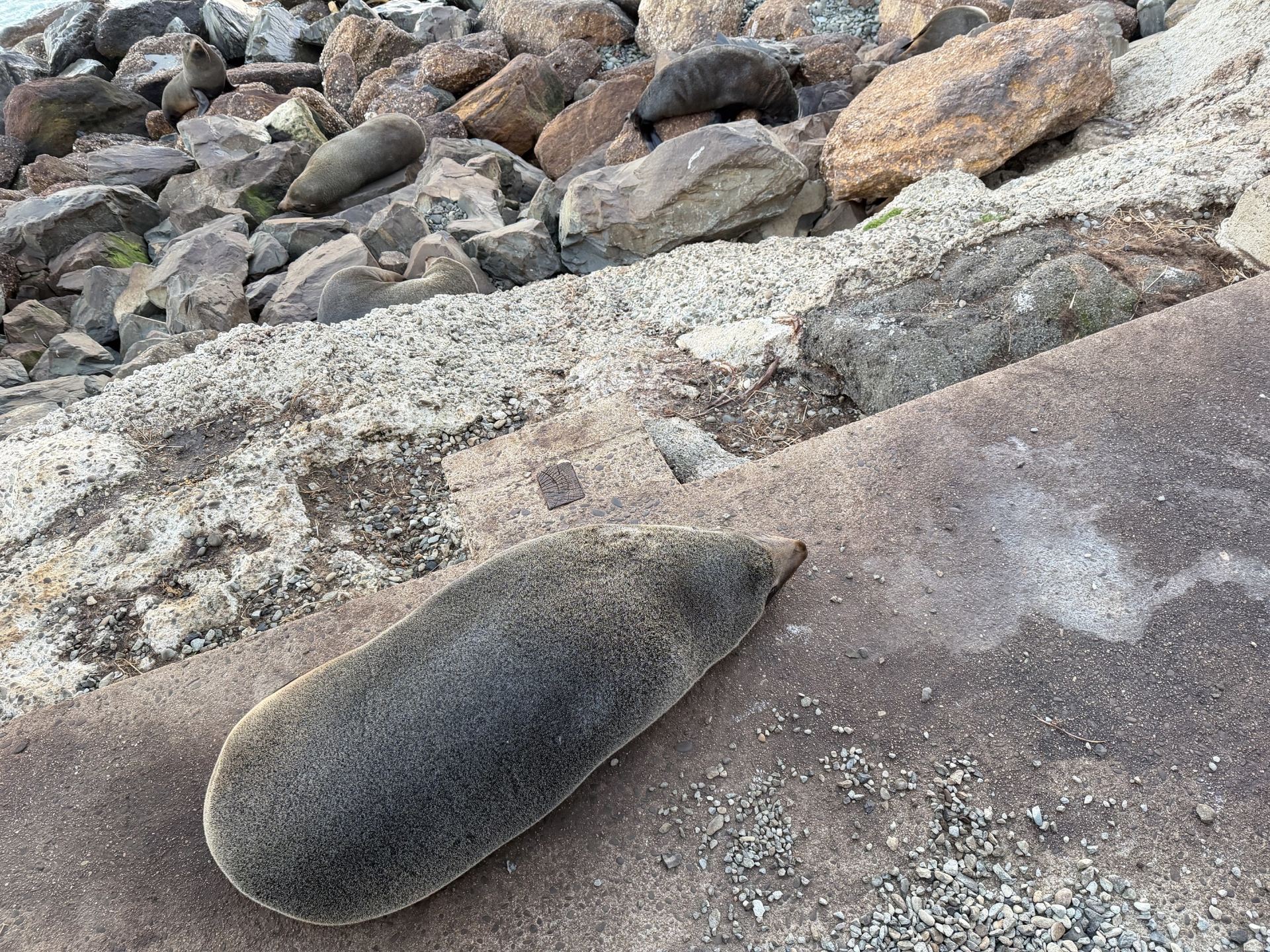 A Heartwarming Visit to the Oamaru Blue Penguin Colony