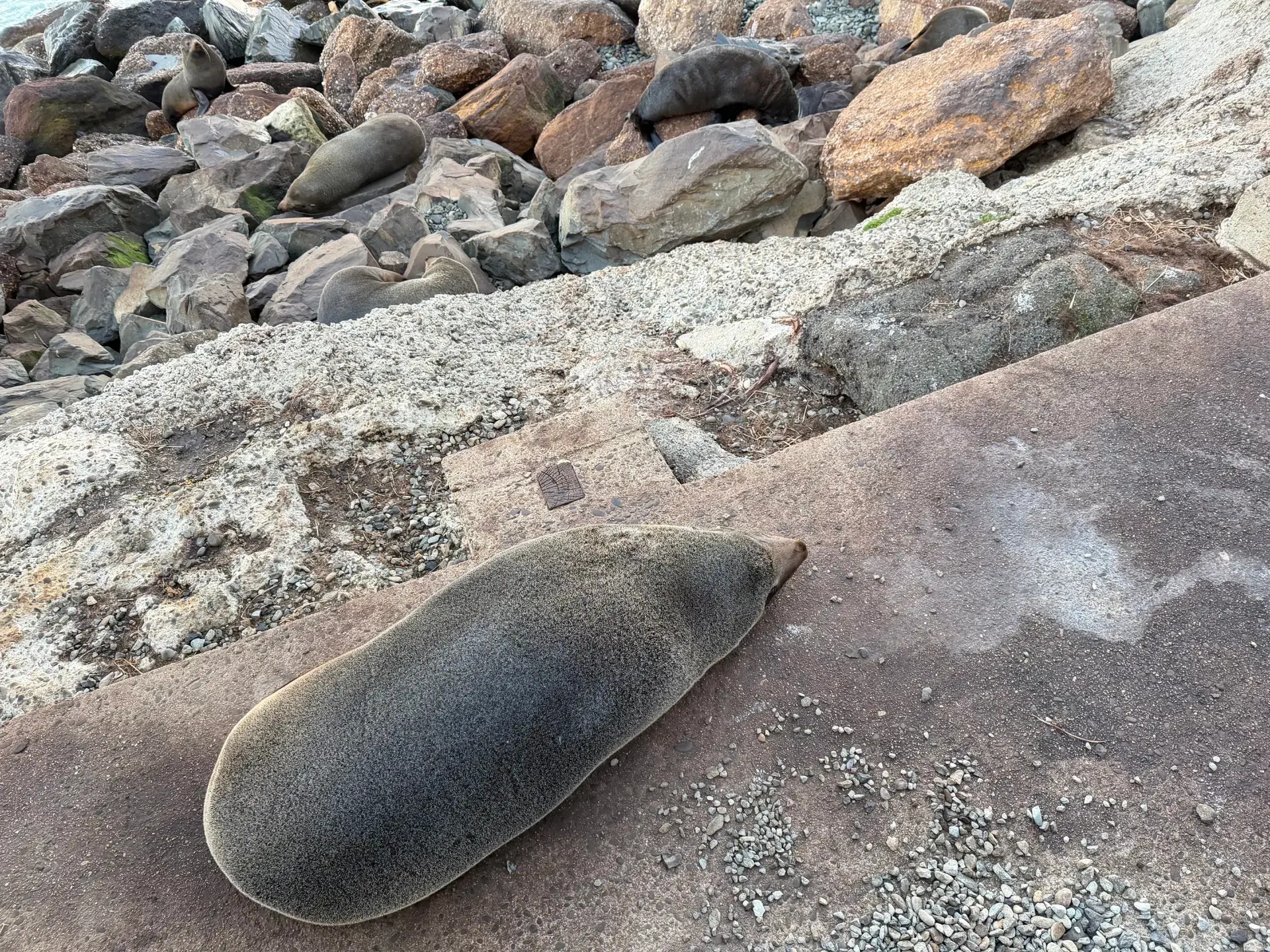 A Heartwarming Visit to the Oamaru Blue Penguin Colony