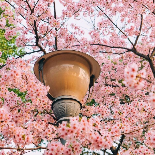 Shanghai Chenshan Botanical Garden🤩