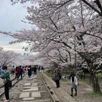 京都終極賞櫻攻略🌸 蹴上鐵道&哲學之路
