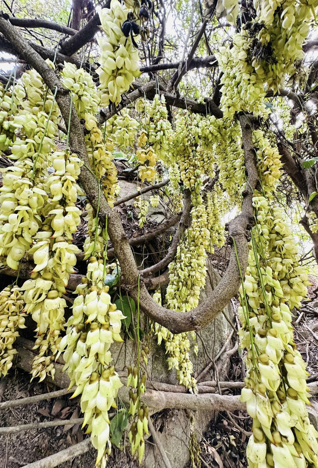 Hong Kong Flower Appreciation | Rare Sparrow Flower Waterfall Appears on the Yuan Tsuen Ancient Trail