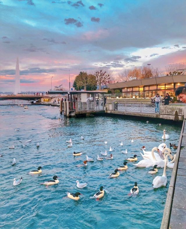 Why do so many people want to come here? ❓ Is it just because of the swans? 🐣