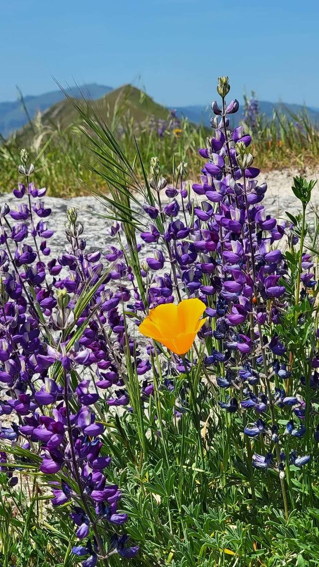 USA Outdoor Hiking | Sunol Town, San Francisco