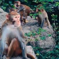 Island of Apes 