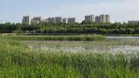 哈爾濱文化中心濕地公園