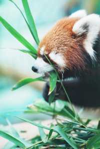 中山遊玩｜寶藏紫馬嶺動物園