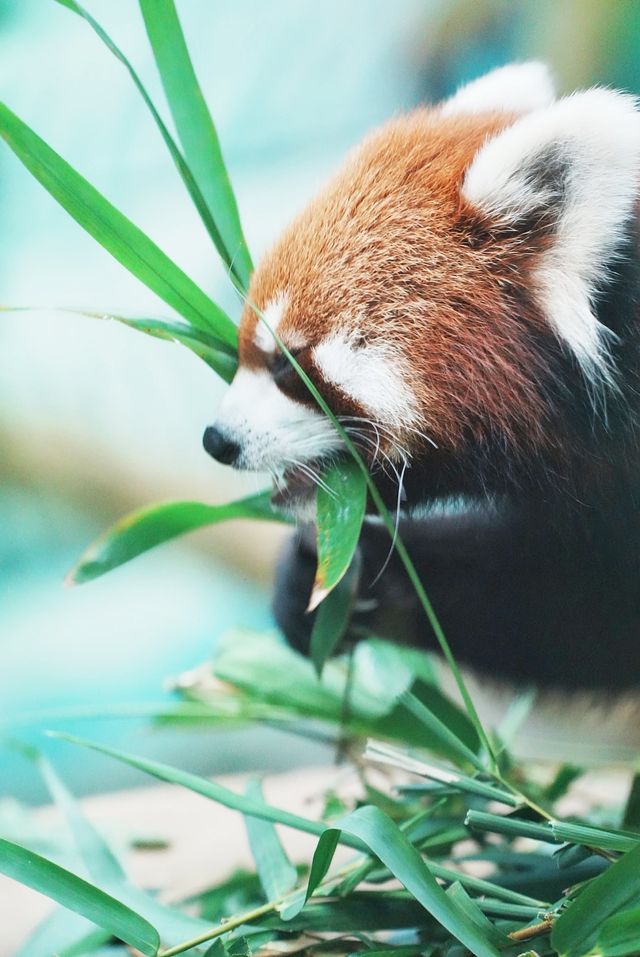 中山遊玩｜寶藏紫馬嶺動物園