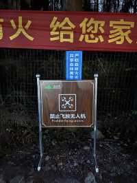 為了這片森林 我特意去了一趟重慶