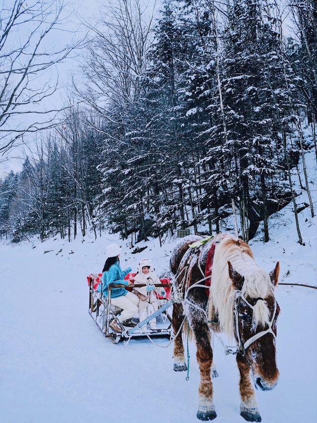 這個冬天總要去趟北國冰城看雪吧！