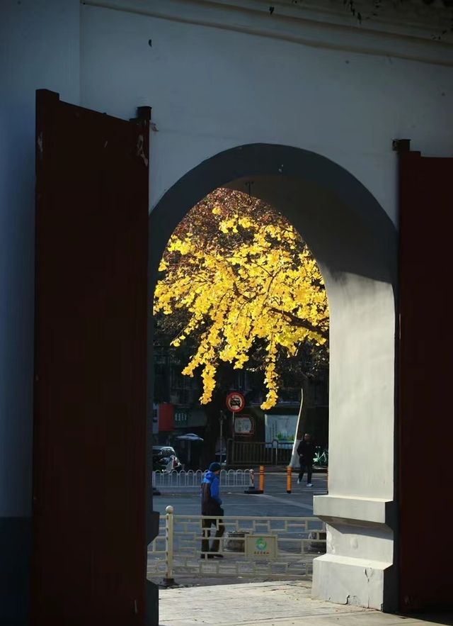 南京秋天的美景！300+棵銀杏樹等你來拍照！